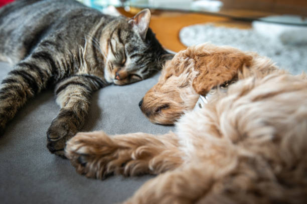 Cat and New Puppy Asleep Together on the Couch New cute 8 week old caramel colored puppy is sleeping on the couch with the house cat.  They are holding hands or paws. tabby cat photos stock pictures, royalty-free photos & images