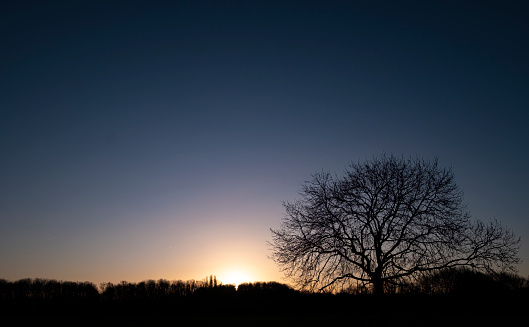 Dawn sky with woodlands in rear and lone tree in foreground. Winter setting.