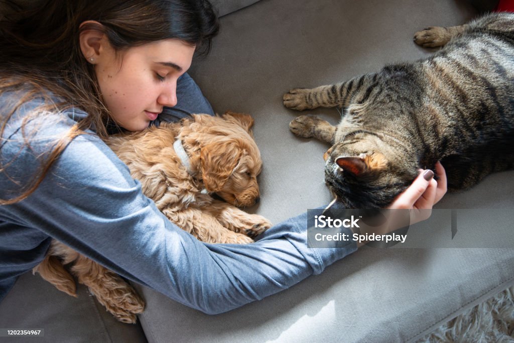Cat Checks out Miniature Golden Doodle Puppy Asleep with his Owner Cute 8 week old caramel colored puppy is sleeping on the couch with his owner. The house cat approached to check out this new family addition. Domestic Cat Stock Photo