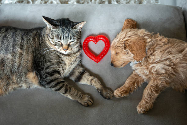 gato e novo cachorrinho dormindo juntos no sofá com brinquedo em forma de coração entre eles - valentines day friendship puppy small - fotografias e filmes do acervo