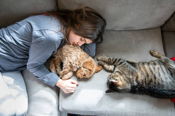 le chat vérifie le chiot de griffonnage d’or miniature dormant avec son propriétaire - dog domestic cat pets women photos et images de collection