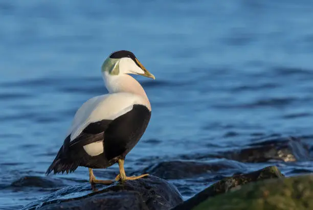 Male common eider resting on a rock in the last sunlight. Ja