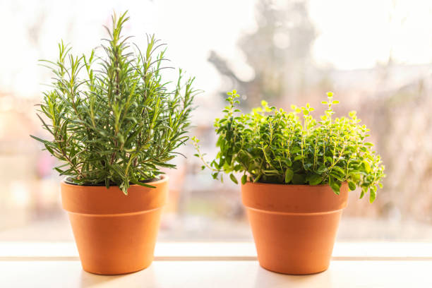 창틀에 신선한 직접 재배 허브를 넣은 냄비 2개 - oregano herb garden herb gardens 뉴스 사진 이미지
