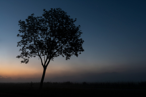 Silhouette of single apple tree at dawn. Taken in Friesland - district, Lower Saxony, Germany.
