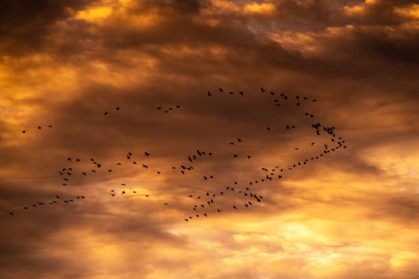 istock Flock of flying geese at sunrise 1202358693