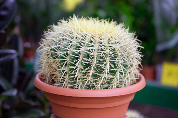 echinocactus avec une tige sphérique. - grusonii photos et images de collection