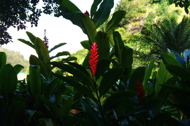 il fiore rosso con le foglie verdi a honolulu - clover field blue crop foto e immagini stock