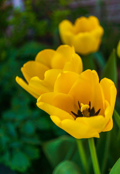 Close-up of Yellow Tulips