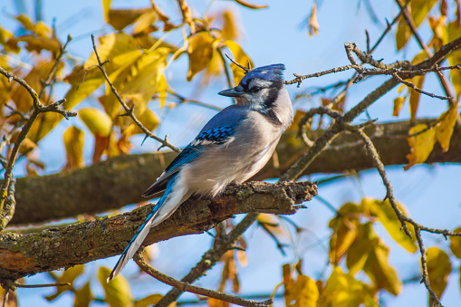 Close up of Blue Jay Bird on Branch