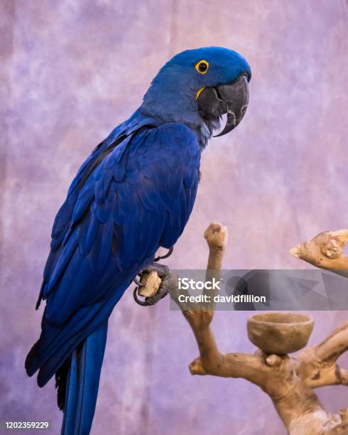 Blue Macaw Stock Photo - Download Image Now - Blue, Parrot, Animal
