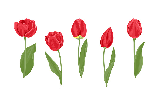 Red tulips of different shapes set. Vector illustration of bright spring flowers with green leaves in cartoon flat style.