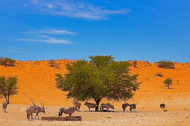 herde von gemsbok am wasserloch in kalahari - gemsbok antelope mammal nature stock-fotos und bilder