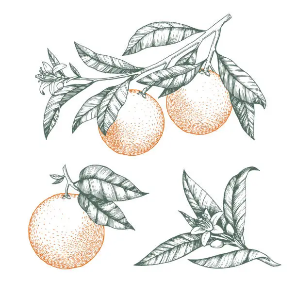 Vector illustration of Oranges on a branch set. Isolated vector illustration of citrus tree with leaves and blossoms.