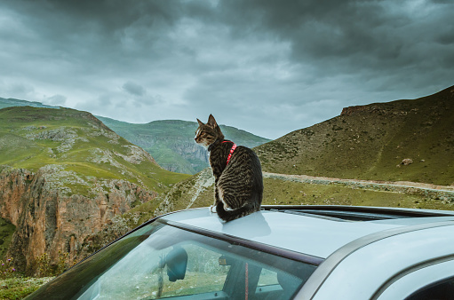 Cat sitting on car behind mountains. Azerbaijan Nature