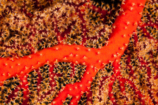 istock Gorgonian Seafan Beauty, Close-up with Extended Polyps, Palau, Micronesia 1202363238