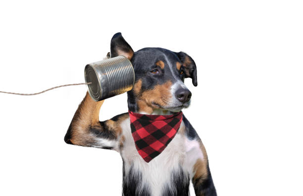 電話で犬 - tin can phone ストックフォトと画像