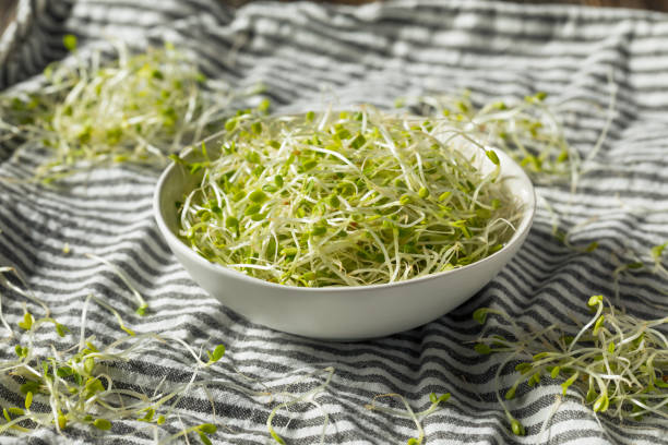 istock Raw Green Organic Clover Sprouts MIcrogreens 1202363471