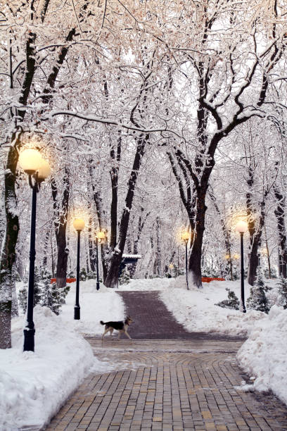 istock Snow covered trees in park illuminated by street lighting 1202365663