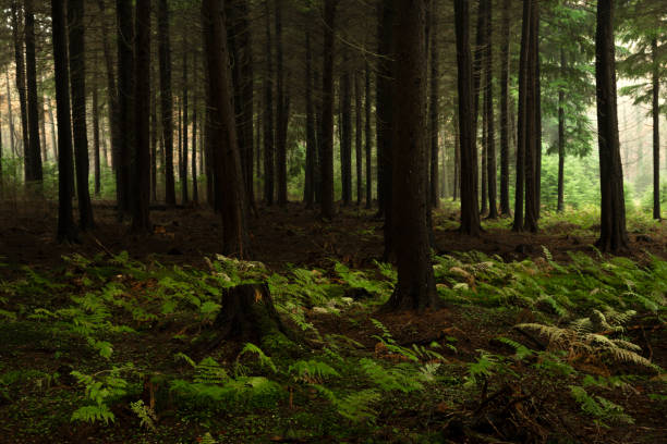 istock Spruce trees and ferns in forest 1202365850