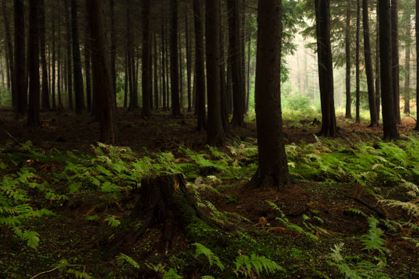 istock Spruce trees and ferns in forest 1202365853