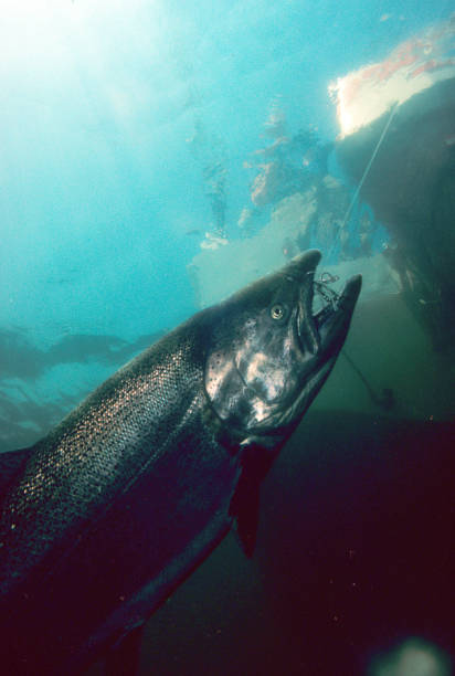 istock Chinook Salmon 505 1202366149