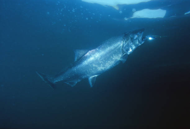 istock Chinook Salmon 594 1202367019