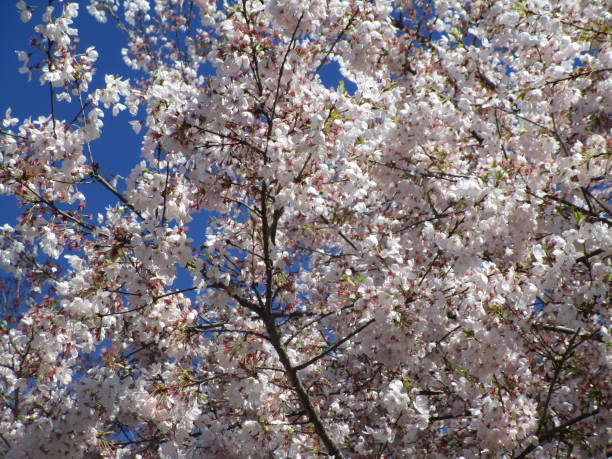 istock Pretty Springtime Akebono Cherry Blossom Flowers in Bloom 2019 1202367277