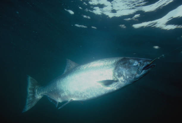 istock Chinook Salmon 595 1202368627