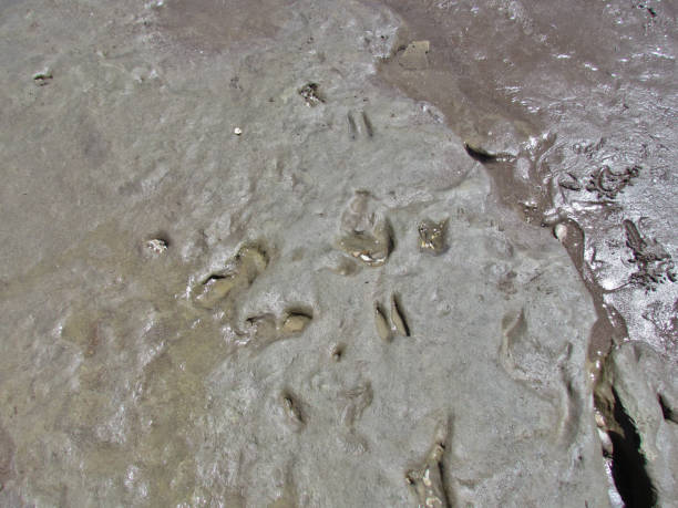 istock Fossilized footprints of humans over 20,000 years old 1202368645