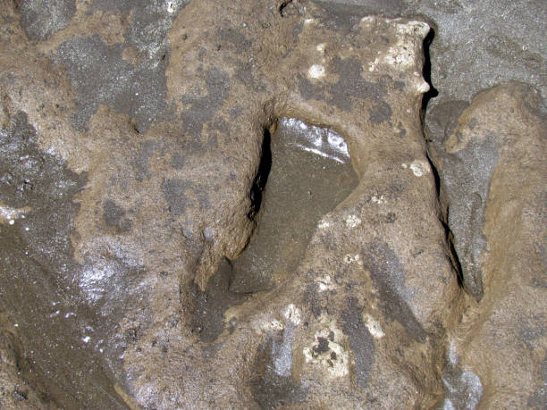 istock Fossilized footprints of humans over 20,000 years old 1202368652