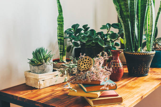 istock Potted houseplants on wooden table. Spring home decor. 1202369070