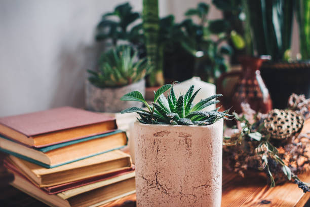 Succulent plant in pot, books and green houseplants on wooden desk. Home decor.