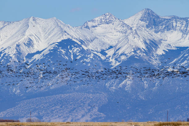 istock Migrating Greater Sandhill Cranes in Monte Vista, Colorado 1202369166