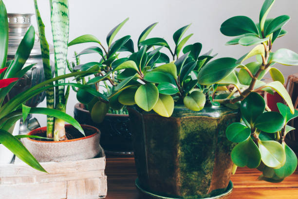 istock Home decoration with houseplants in pots. 1202369258