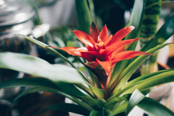 Beautiful tropical potted houseplant. Bromelia Guzmania. Beautiful houseplant in pot. Home gardening concept. bromeliad photos stock pictures, royalty-free photos & images