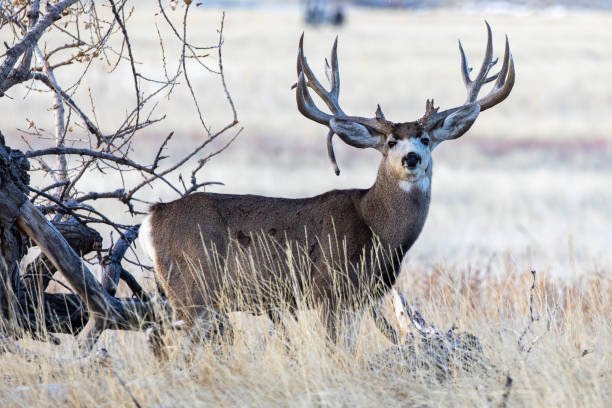 istock A Mule Deer Buck with Drop Tine antlers 1202369327