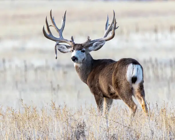 Mature mule deer buck displaying impressive antlers with a rare trait known as a 
drop tine