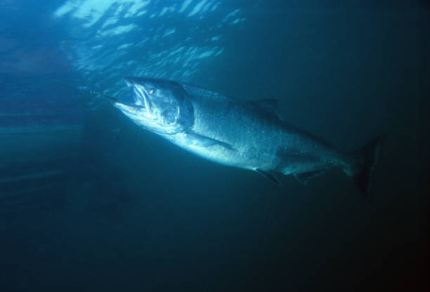 istock Chinook Salmon 751 1202369762