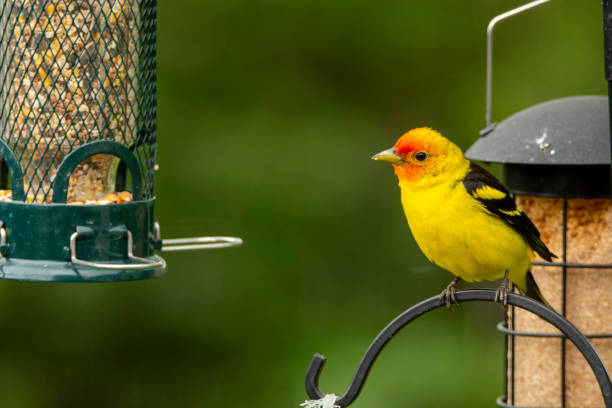 Male Western Tanager Perched on Bird Feeder Male Western Tanager Perched on Bird Feeder piranga ludoviciana stock pictures, royalty-free photos & images