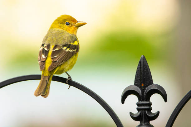 Female Western Tanager Perched on Wrought Iron Pole Female Western Tanager Perched on Wrought Iron Pole piranga ludoviciana stock pictures, royalty-free photos & images