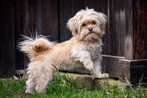 portrait of a cute dog