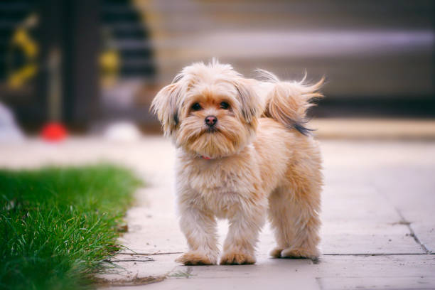 istock portrait of a cute dog 1202375883