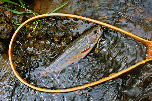 Brook Trout 460 photo
