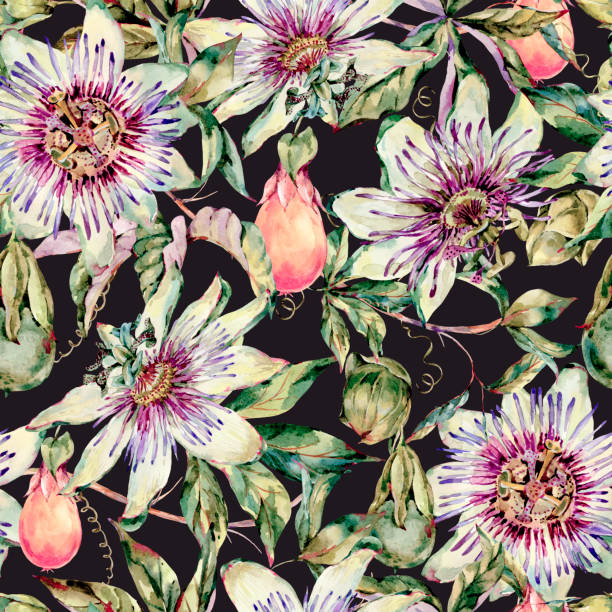 Watercolor Passiflora seamless pattern, flowers, leaves. Vintage floral natural texture Watercolor Passiflora seamless pattern, flowers, leaves. Vintage floral natural texture. Hand drawn wallpaper on black background passion fruit flower stock illustrations