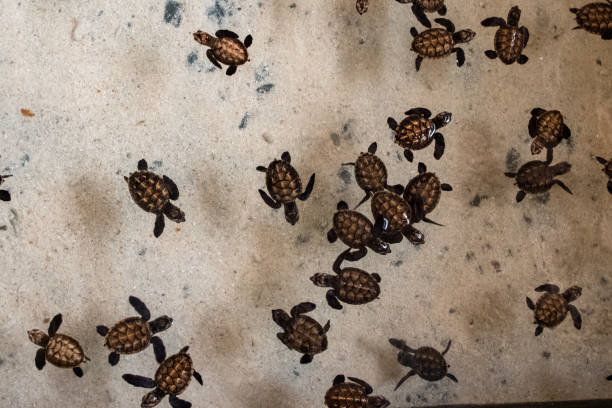 istock Baby Green sea turtle 1202380921