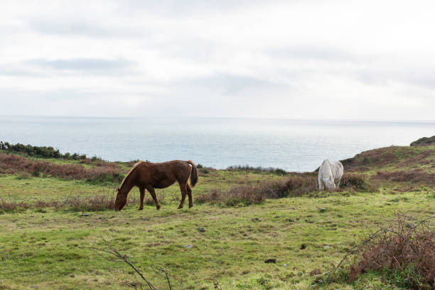 istock Brown and White Horses, Ireland Field 1202380961