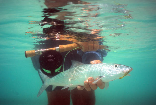 pescado de hueso 231 - bonefish fotografías e imágenes de stock