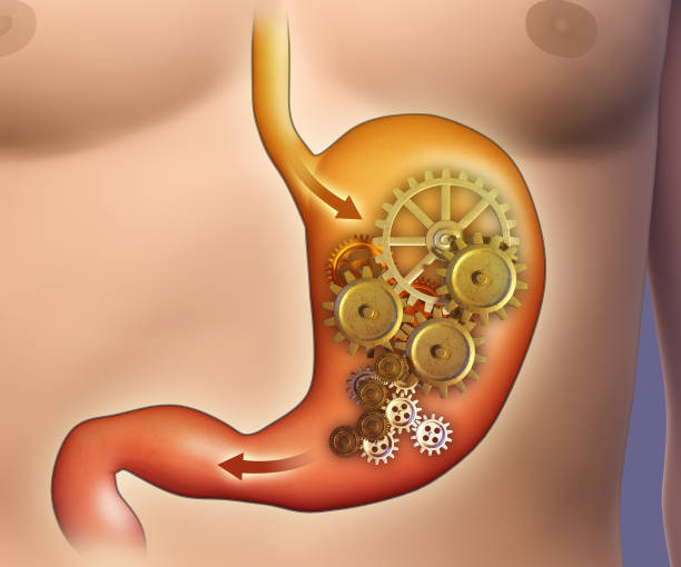 Stomach digestion Digestion in the stomach represented by a cog mechanism. 3D illustration. abdominal cavity stock pictures, royalty-free photos & images