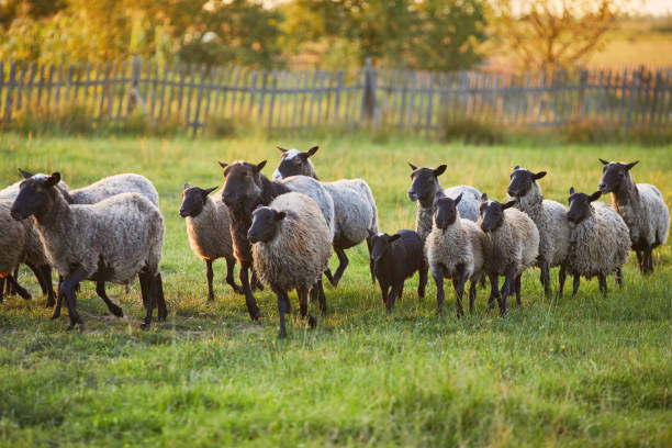 istock Flock of sheep on green grass on pasture. 1202385716
