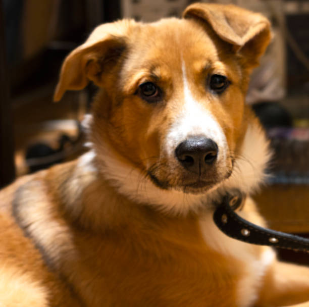 istock face of a sad ginger puppy close-up. 1202386914